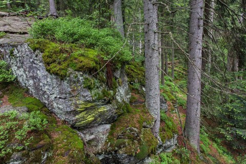 Primeval forest in Hoellbachgespreng