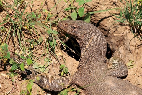Bengal monitor