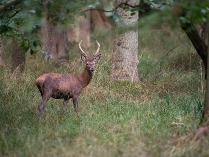 Red deer