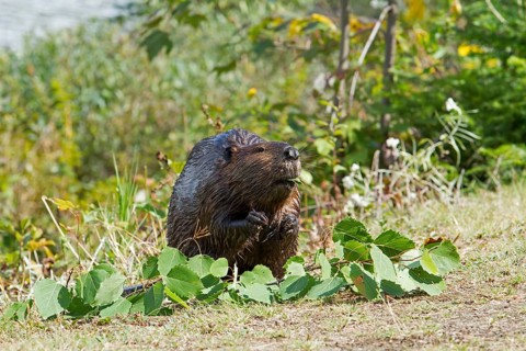 North American beaver