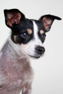 Jack Russell Terrier