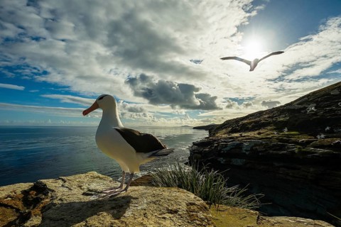 Black-browed Albatross