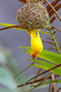 Eastern Golden Weaver
