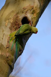 Rose-ringed parakeet