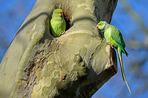 Rose-ringed parakeet