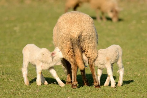 Merino sheep