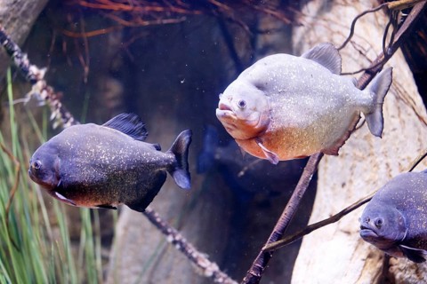 Red piranha