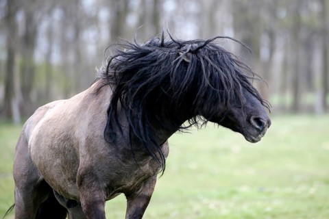 Wild Horse Duelmen