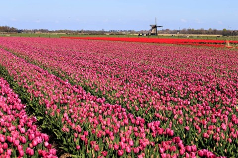 Blooming tulip field near Alkmaar