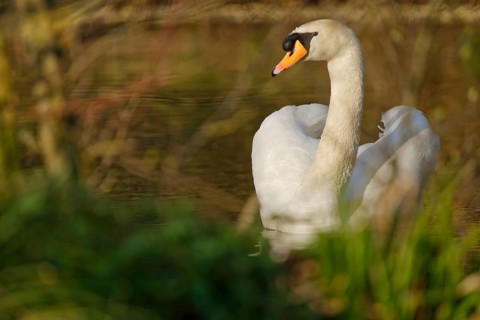 White swan