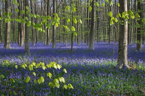 Bluebell