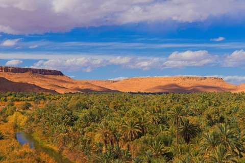 Tafilalet Oasis