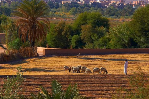Shepherd at Kasbah Taourirt