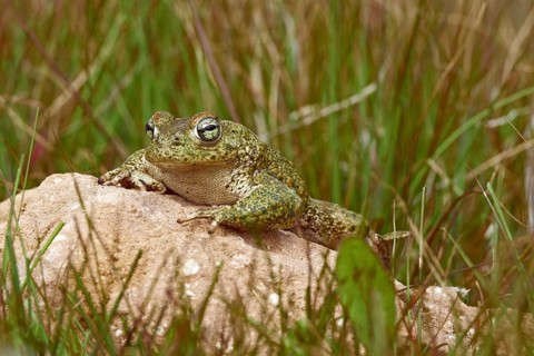 Natterjack Toad