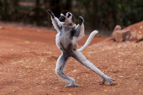 Verreaux's sifaka