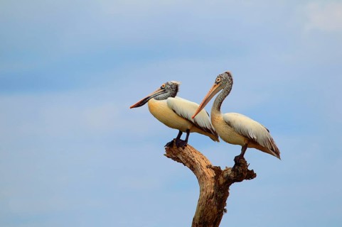 Spot-Billed Pelican