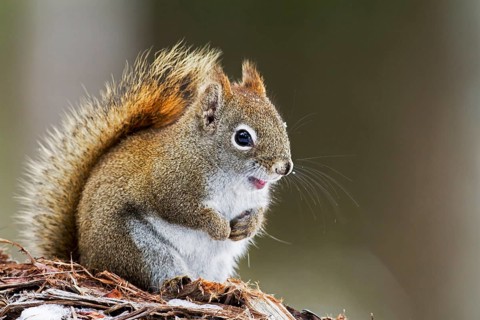 Red squirrel perched on a branch