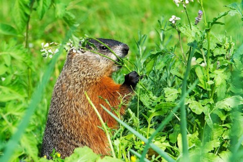 Groundhog feeding in a garden