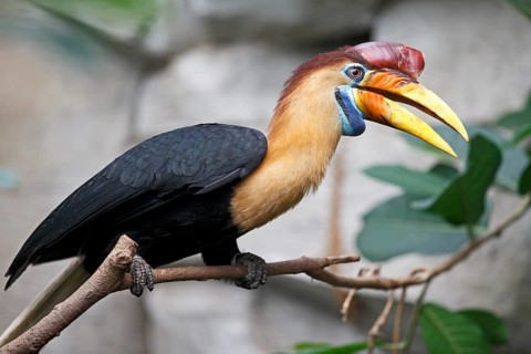 Knobbed Hornbill