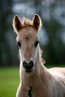Wild Horse Duelmen