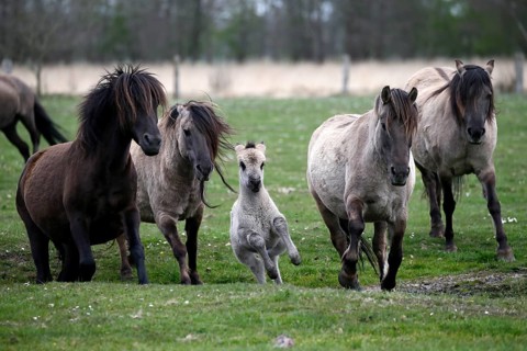 Wild Horse Duelmen