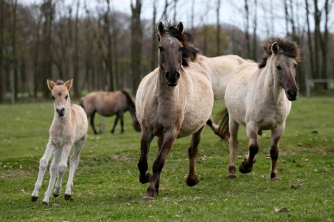Wild Horse Duelmen
