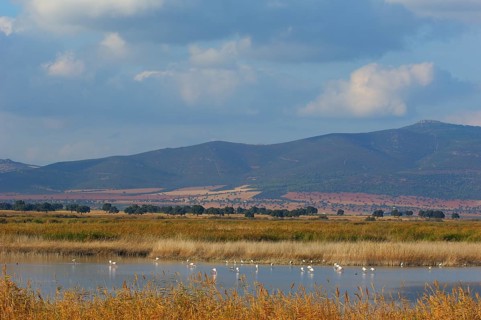 Daimiel