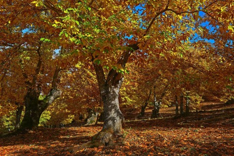 Chestnut