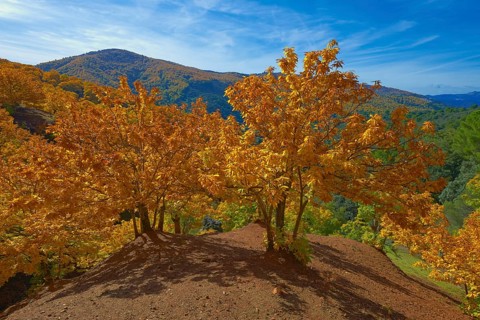 Chestnut