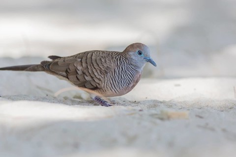 Zebra dove