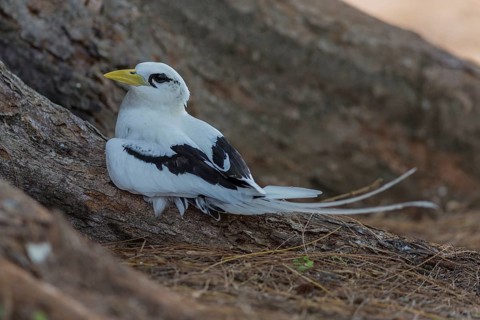 White-tailed tropicbird