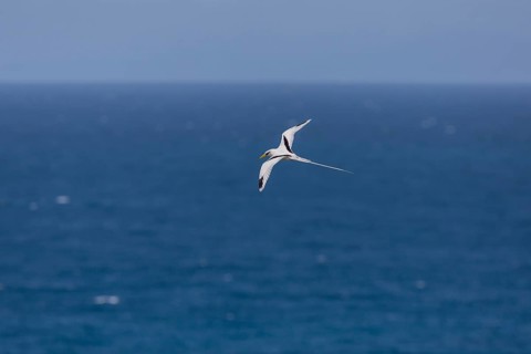 White-tailed tropicbird