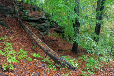 Forest at Goldstein