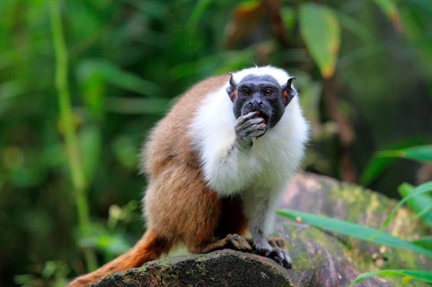 Magpie Tamarin