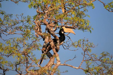 Malabar pied hornbill