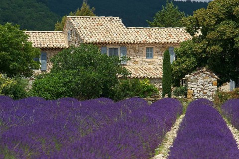 House in the lavender field near Banon