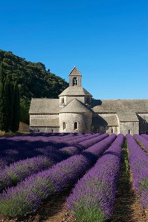 Cistercian Abbey Abbaye de Senanque with lavender field