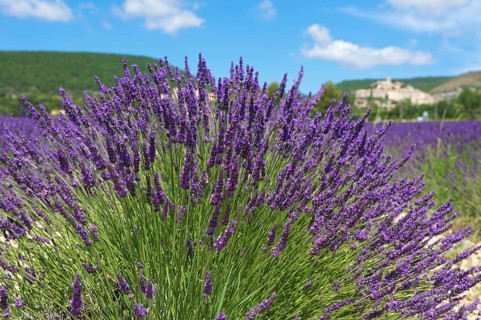 Lavender fields near Sault