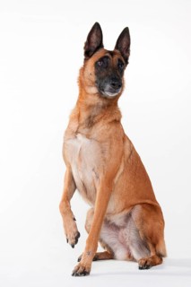 Malinois