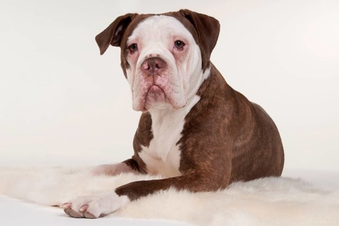 Olde English Bulldog