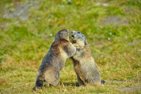 Alpine Marmot