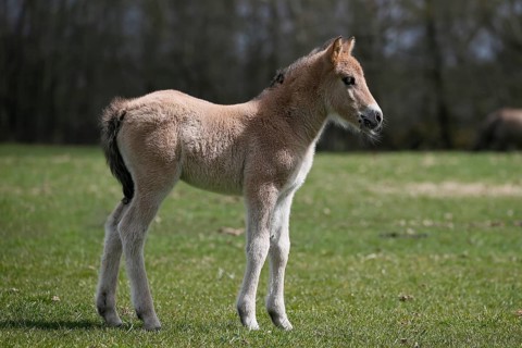 Wild Horse Duelmen