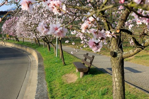 Almond tree