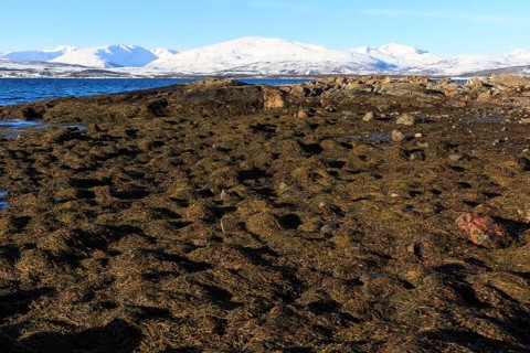 Ersfjordbotn