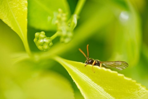 Red legged wasp-like bee