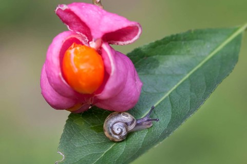 Sprindle bush