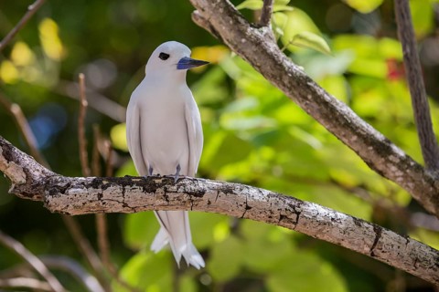 White tern