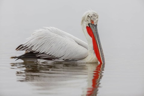 Dalmatian pelican