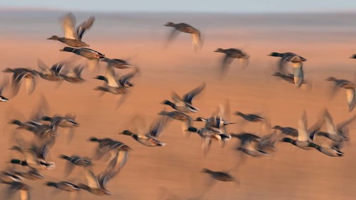 Mallards