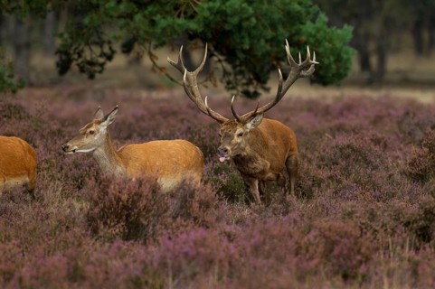 Red deer in the Hoge Veluwe National Park